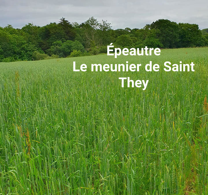 Observez , les céréales grandissent. @Poullansurm…
