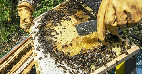 Les trois bonnes raisons d’aller au congrès européen de l’apiculture à Quimper, du 20 au 23 octobre