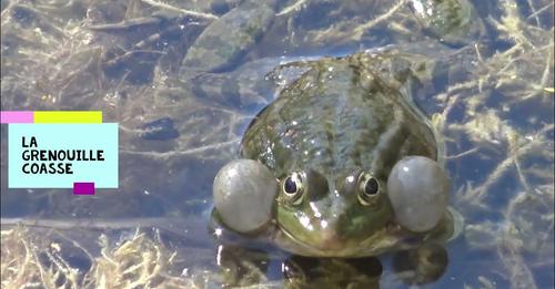 CRI DE LA GRENOUILLE🐸 LA GRENOUILLE COASSE🐸