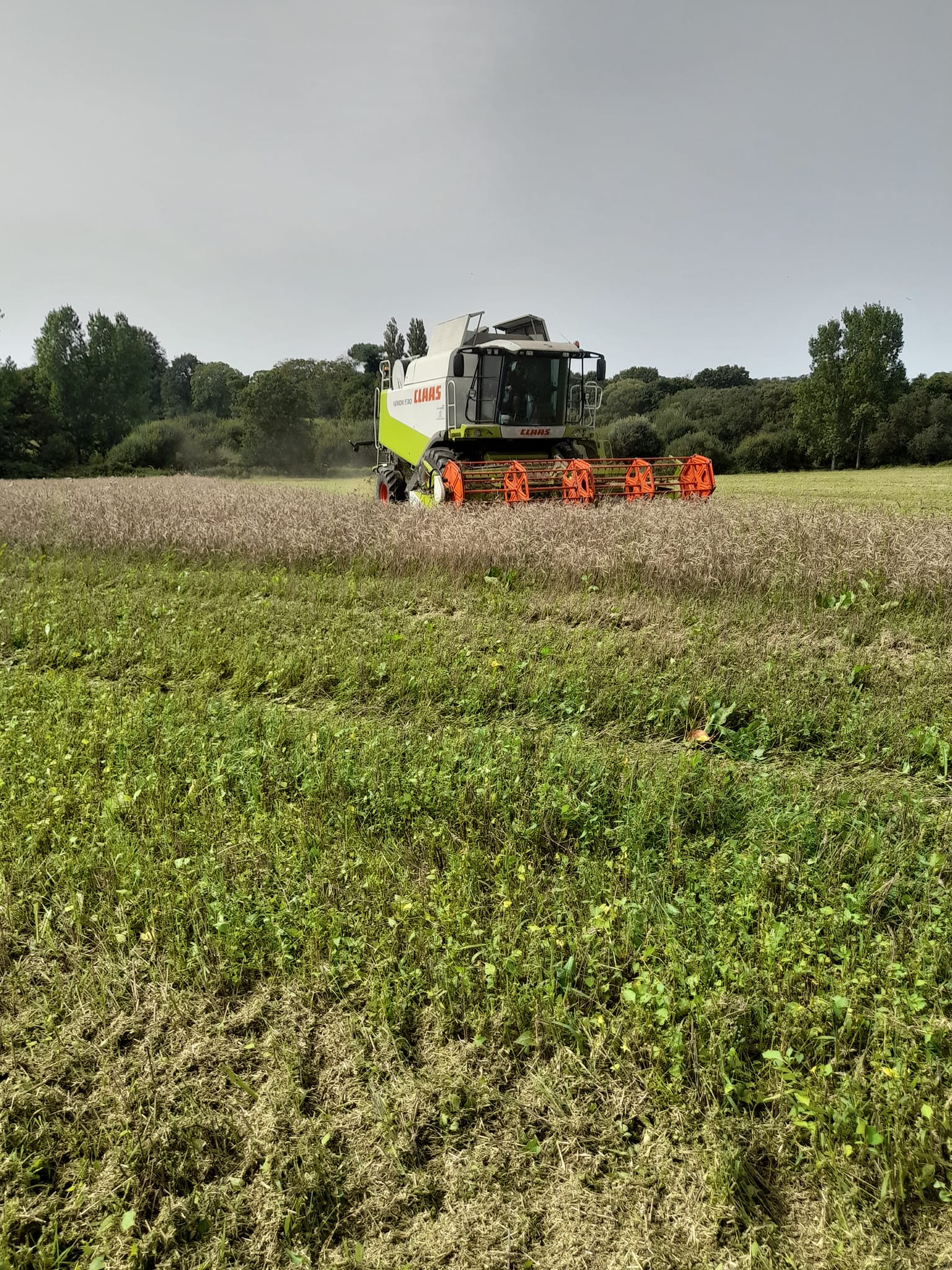 Mon Mari a sa moisson, travail de nettoyage, sécha…